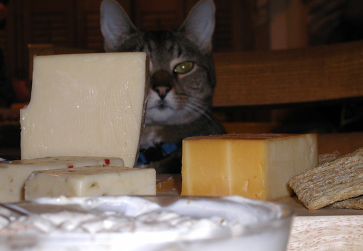 This cheese looks nice...just my size.