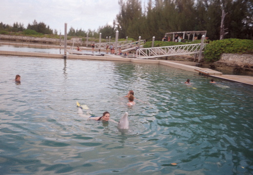 Reaching for the dolphin