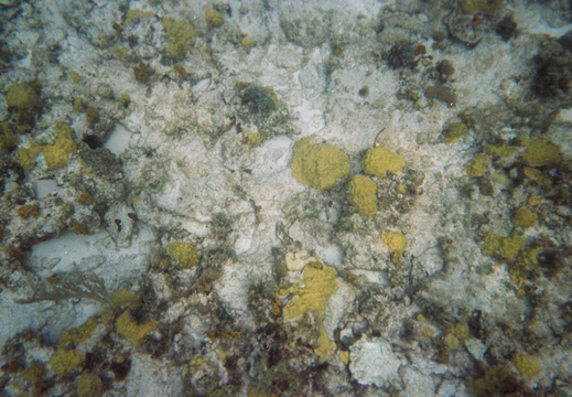 Coral reef