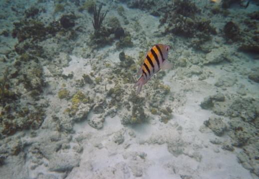 Close-up with Yellow/black fish