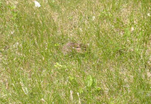 Bunny hopping by...