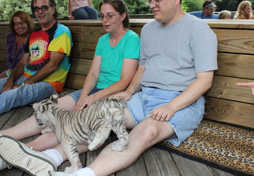 Petting a tiger cub