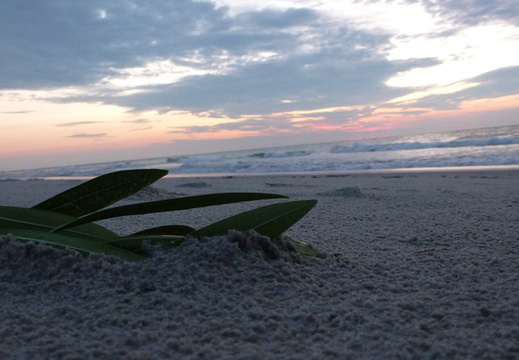 Seaweed at sunrise