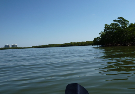 Along the mangrove trees