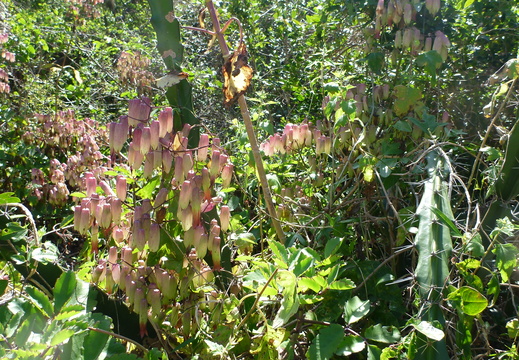 Various plants on Mound Key, FL