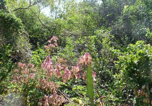 There are a lot of these pink flowers