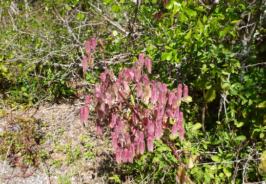 Bright pink ones