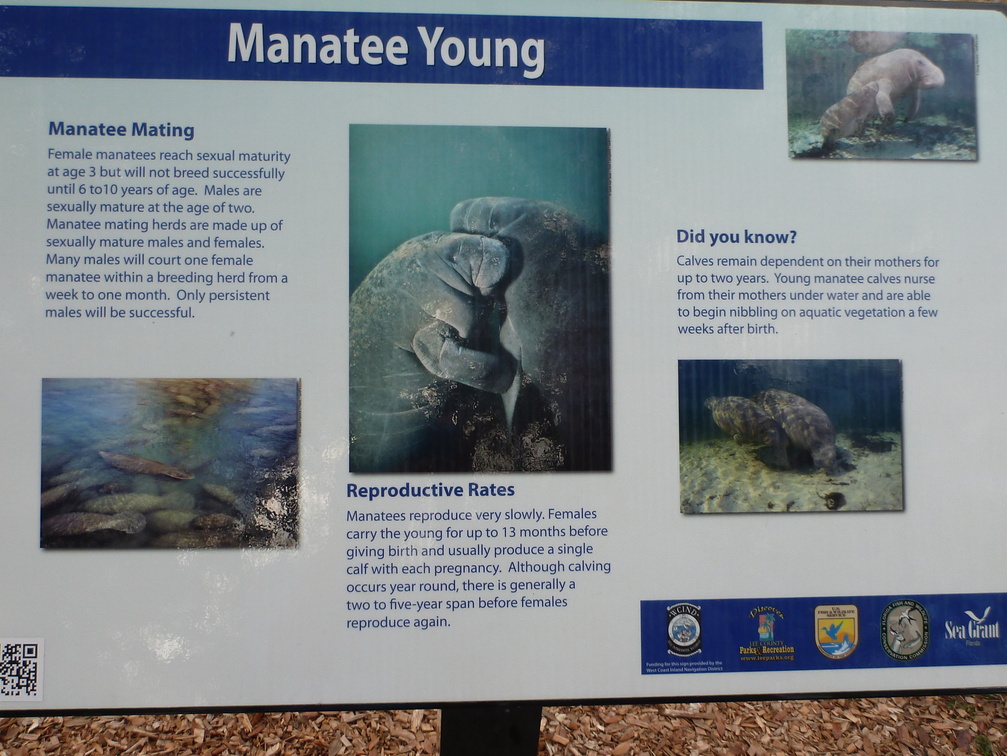 Manatee Young