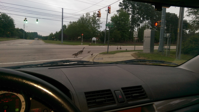 Even crossing in crosswalks! - IMAG0679.jpg IMAG0679.jpg