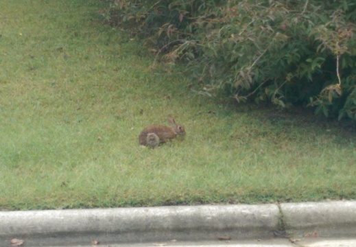 One of the neighborhood residents