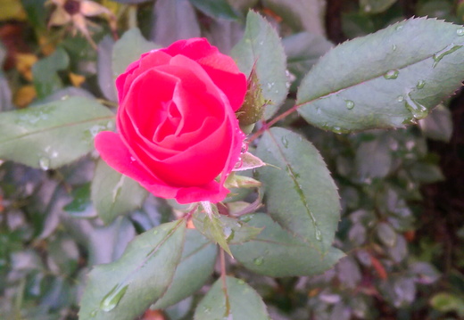 Early morning bloom