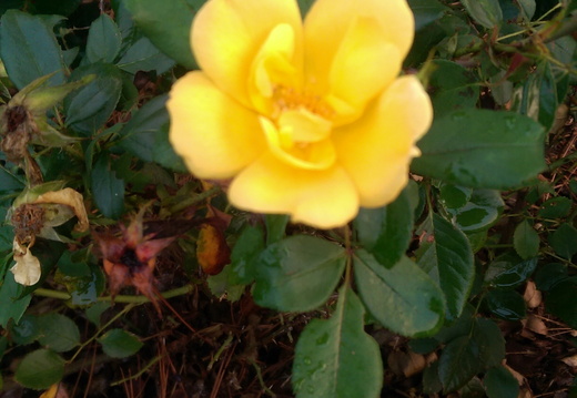 Yellow with a hint of orange