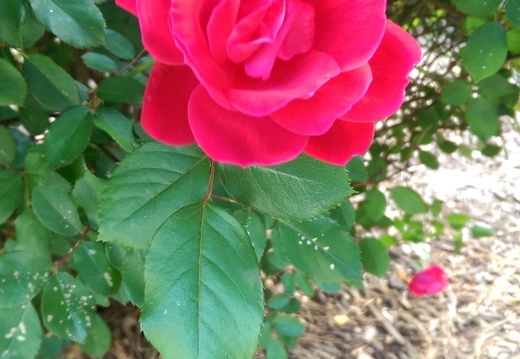 Full blossom