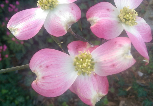 IMAG0657