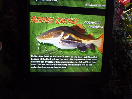 Redtail Catfish information