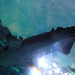 A sand tiger shark
