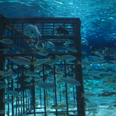Another view of the fish with the cage