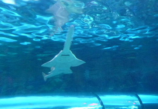 Underside of a Sawtooth Shark
