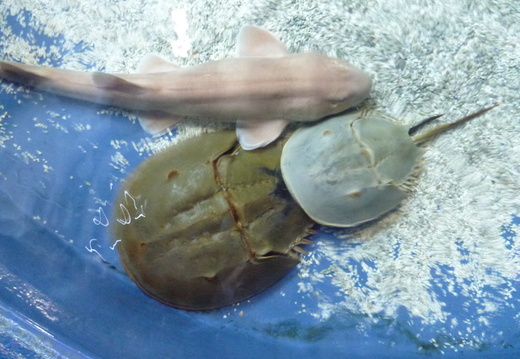 Brownbanded Bamboo Shark and 2 Horseshoe Crabs