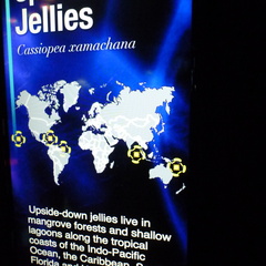 Upside - Down Jelly Fish Habitat