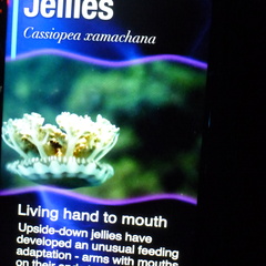 Upside - Down Jelly Fish Information