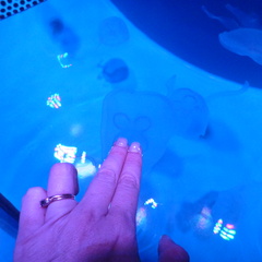 I touched a Moon jellyfish