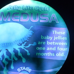 Jellyfish Life Cycle: Medusa