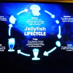 Full life cycle of a jellyfish