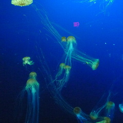 Japanese Sea Nettles