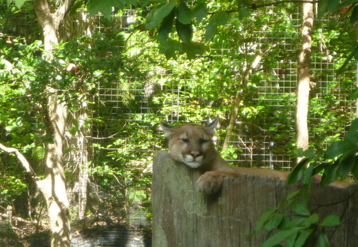 Ashboro Zoo