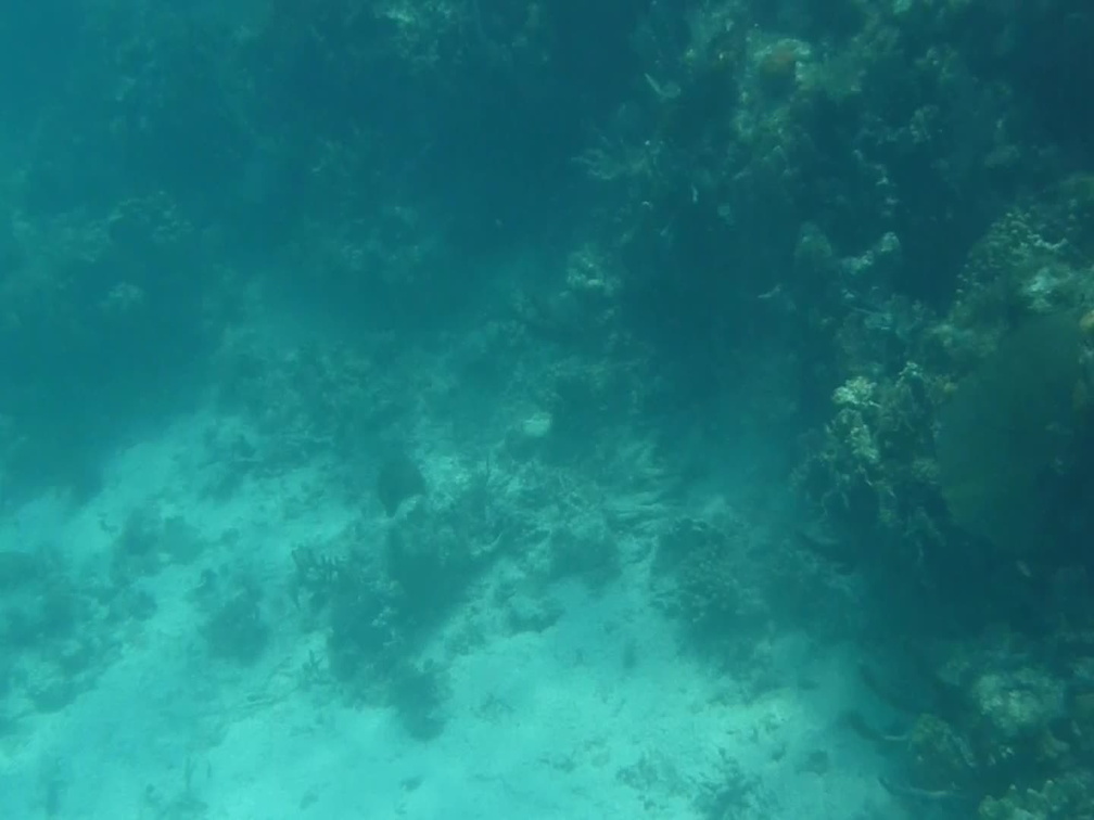 Second snorkel spot