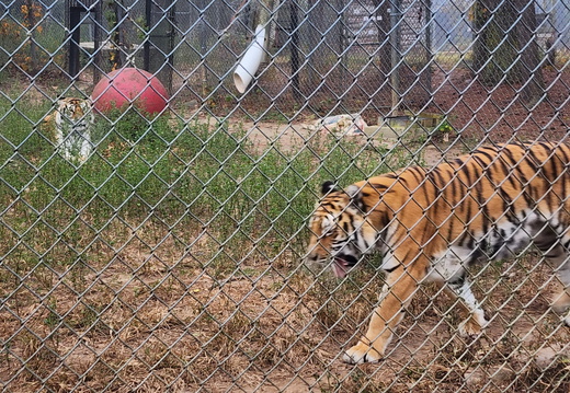 Carolina Tiger Rescue