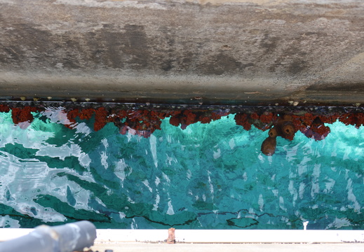 Coral growing alongside the cruise ship dock